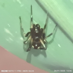 Steatoda