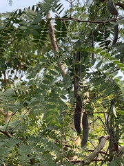 Prosopis africana