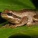 Brown Tree Frog - Photo (c) Christopher Caine, some rights reserved (CC BY-NC), uploaded by Christopher Caine