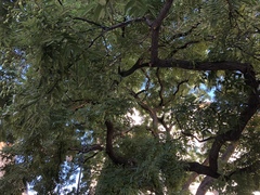 Styphnolobium japonicum