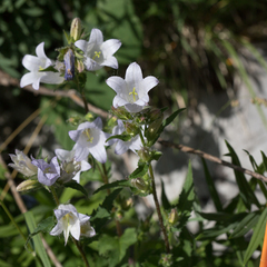 Campanula barbata