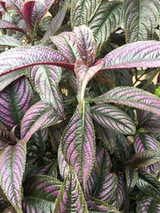 Strobilanthes auriculata dyeriana