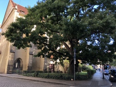 Styphnolobium japonicum