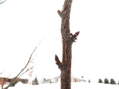 Betula lenta