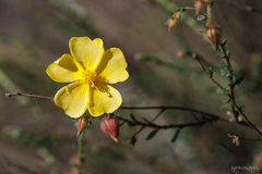 Fumana arabica