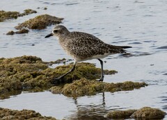 Pluvialis squatarola