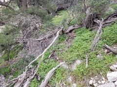 Eucrypta chrysanthemifolia