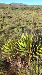 Aloe broomii