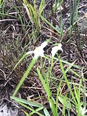 Rhynchospora colorata