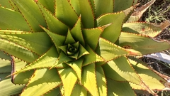 Aloe broomii