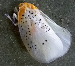 Poekilloptera phalaenoides