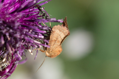 Eriopygodes imbecilla