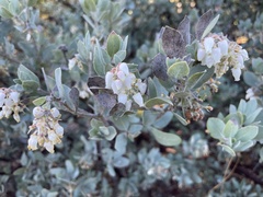 Arctostaphylos silvicola