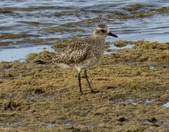 Pluvialis squatarola