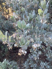 Arctostaphylos silvicola