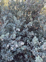 Arctostaphylos silvicola