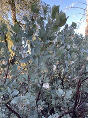 Arctostaphylos silvicola