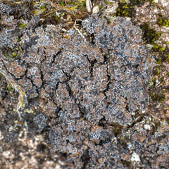 Fuscopannaria aurita