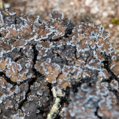 Fuscopannaria aurita