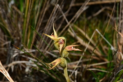 Pterichis