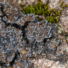 Fuscopannaria aurita