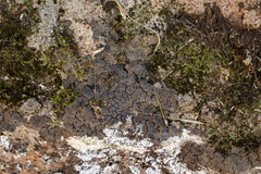 Fuscopannaria aurita