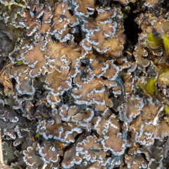 Fuscopannaria aurita