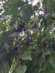 Syzygium cumini