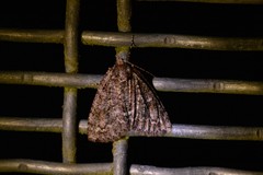 Pseudocoremia suavis