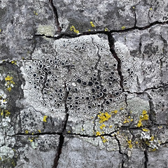 Lecanora gangaleoides