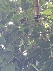 Syzygium cumini