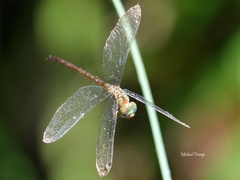 Triacanthagyna septima