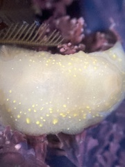 Cadlina modesta
