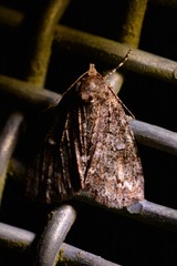 Pseudocoremia suavis