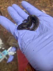 Ambystoma talpoideum