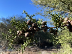 Cupressus abramsiana