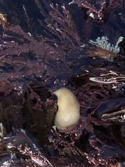 Cadlina modesta