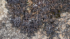 Phaeophyscia sciastra