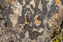 Phaeophyscia sciastra