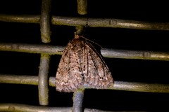 Pseudocoremia suavis