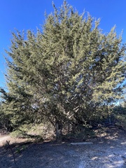 Cupressus abramsiana