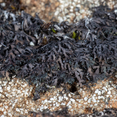 Phaeophyscia sciastra
