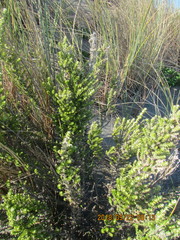 Ozothamnus leptophyllus