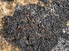 Phaeophyscia sciastra