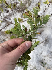 Hypericum edisonianum