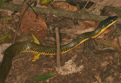 Phrynonax poecilonotus