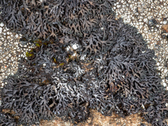 Phaeophyscia sciastra