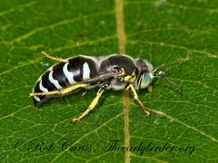 Bembix americana spinolae