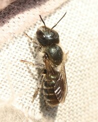 Osmia caerulescens