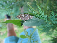 Anania coronata